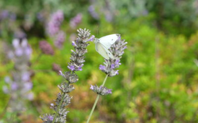 What Can You Do for Wildlife in a Small Garden?