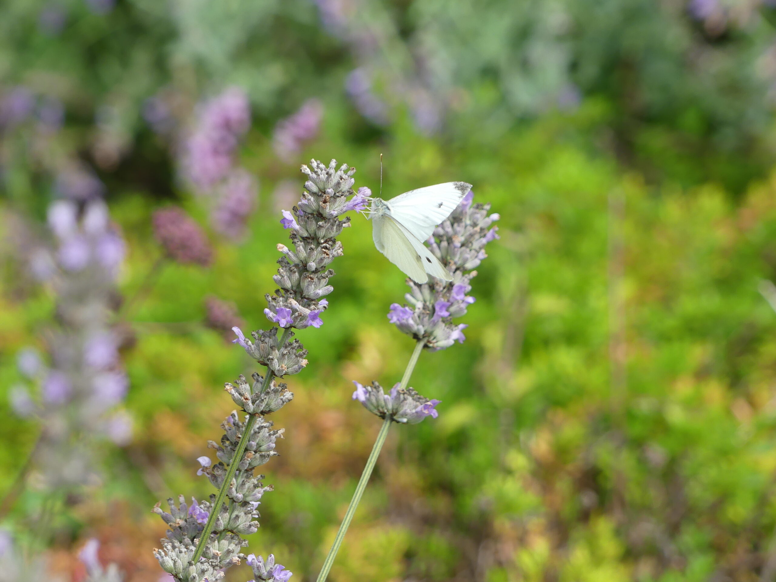Small white butterfly on flower by Amy Hurn Small white butterfly on flower by Amy Hurn