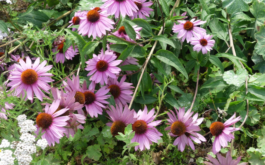 Gardens & Greenspaces: Communities connecting for nature