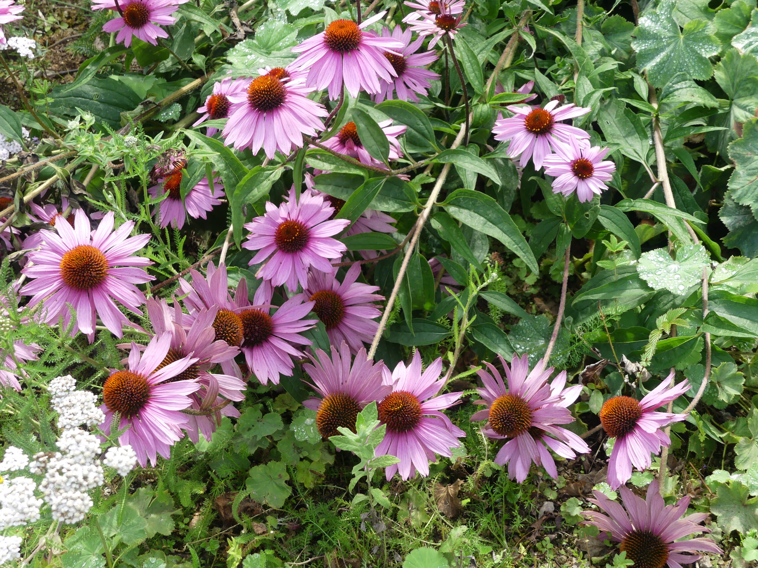 Coneflower by Amy Hurn Coneflower by Amy Hurn