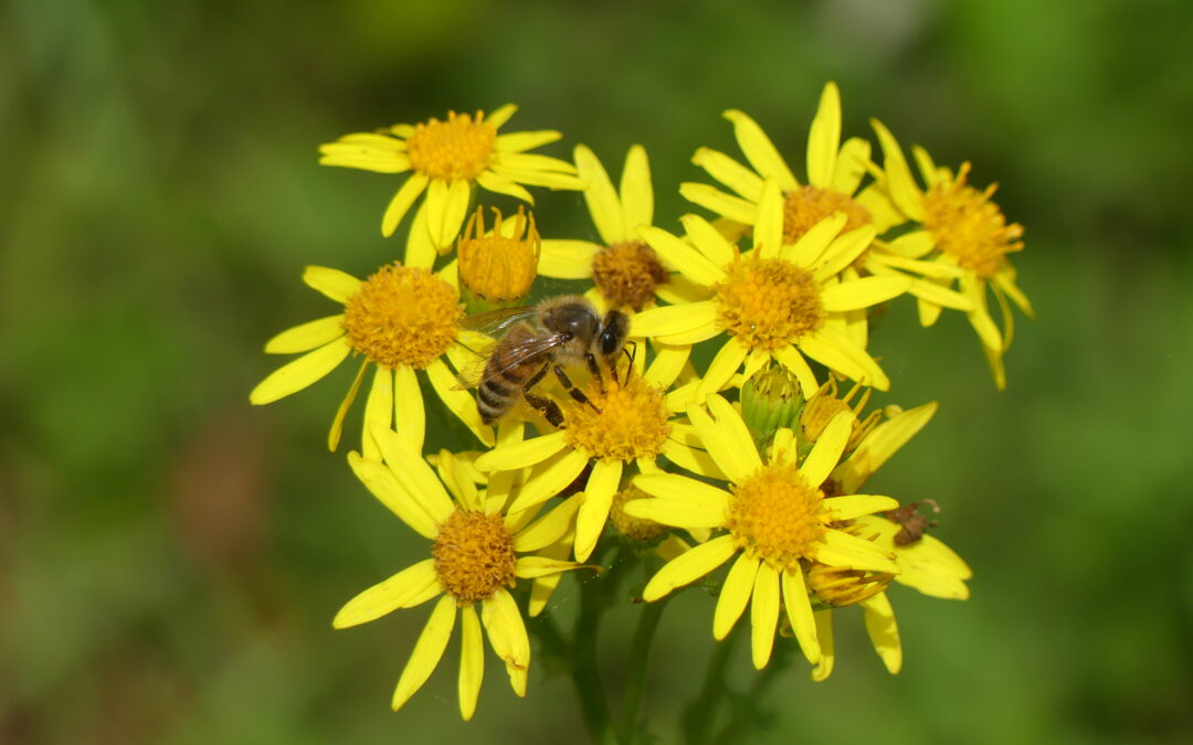 Wonderful weeds and where to find them
