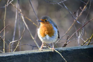 European Robin by Alex Briggs European Robin by Alex Briggs
