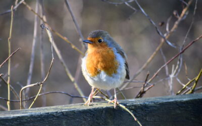 Gardens & Greenspaces – Spring Wildlife Survey