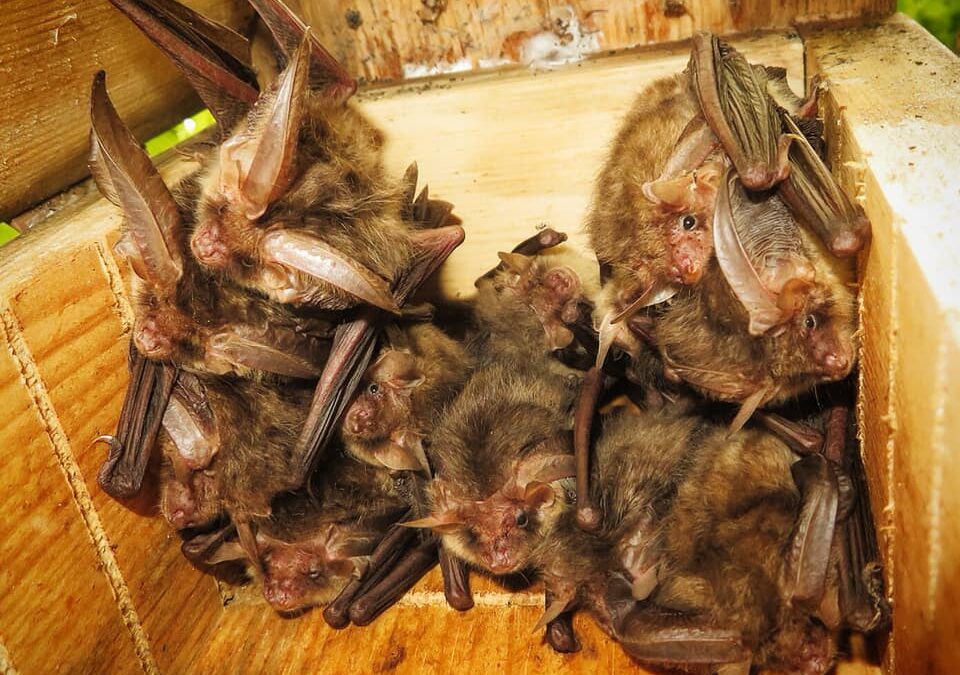 Brown Long-Eared Bats in a Bat Box, by Ryan Greaves