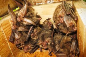Brown Long-Eared Bats in a Bat Box, by Ryan Greaves