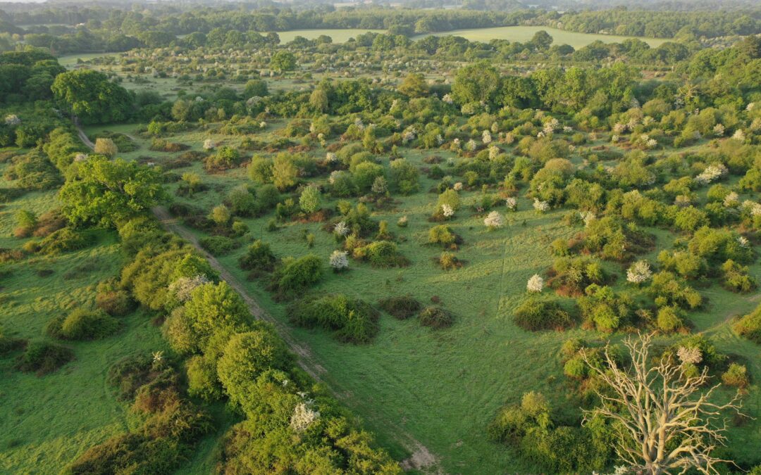 Knepp Scrubland