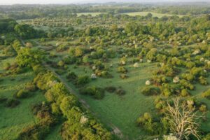 Knepp Scrubland