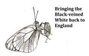 Bringing the Black-veined White back to England