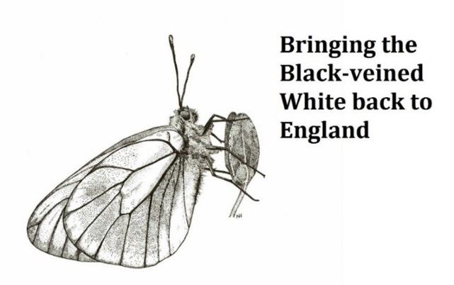 Bringing the Black-veined White back to England Bringing the Black-veined White back to England