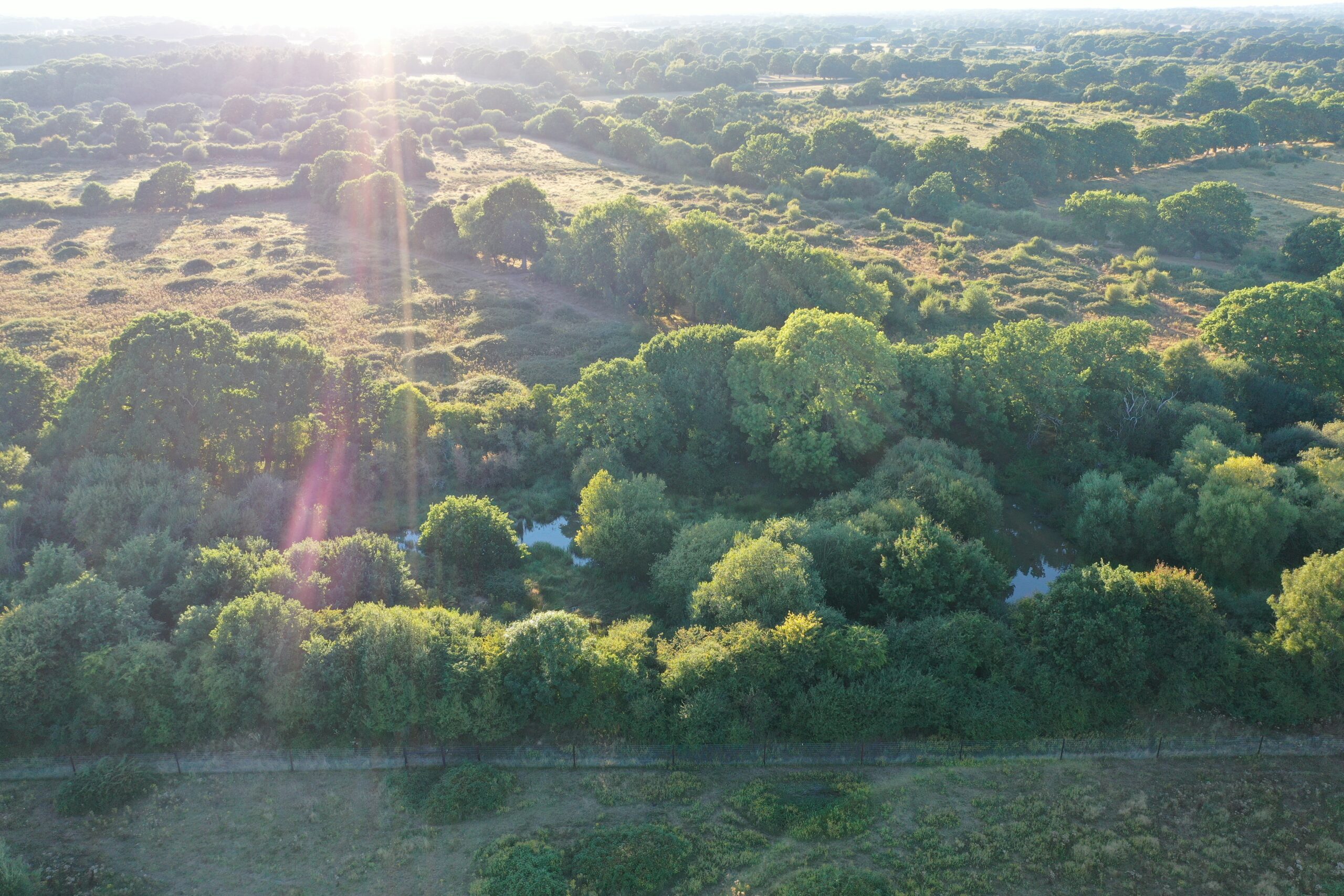 Knepp beaver dam aerial shot
