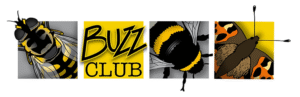 Buzz Club logo Buzz Club logo