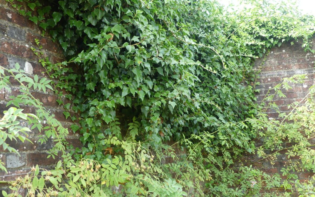 Climbing plants - ivy by Amy Hurn