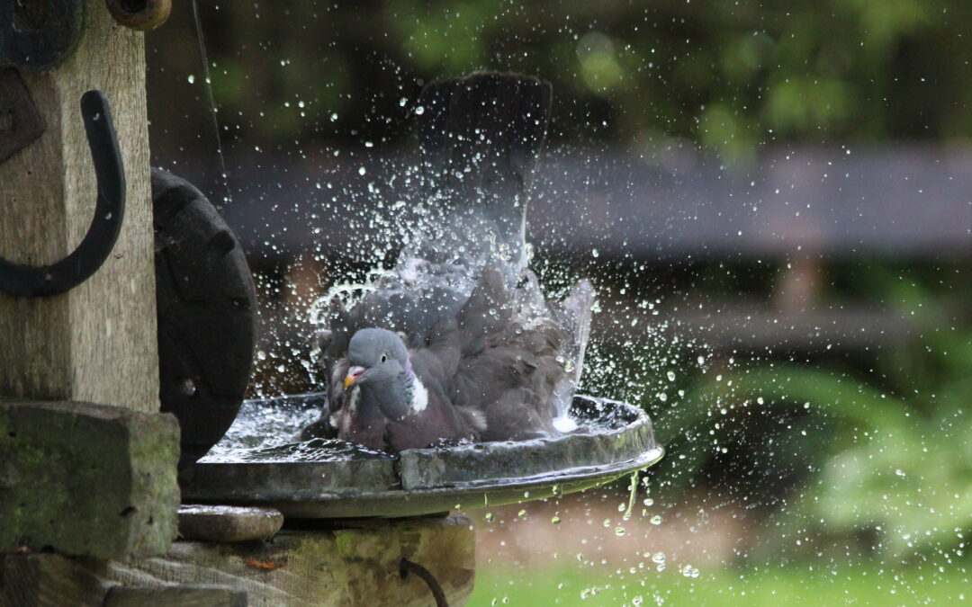 Wood pigeon, Sam Joy