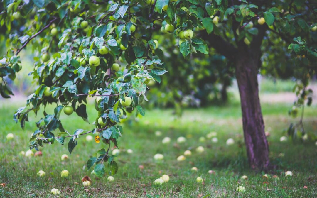 healthy-apple-summer-garden source: Karolina Grabowska Pexels.com