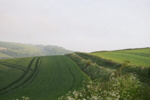 Wild farmland border. Photo by Alex Briggs Wild farmland border. Photo by Alex Briggs