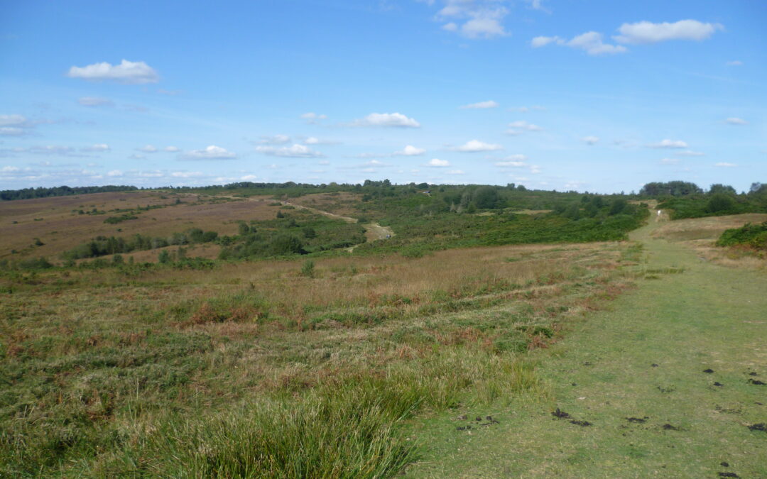 Acid Grassland, Ashdown Forest and the Wealdway by Marathon, CC BY-SA 2.0