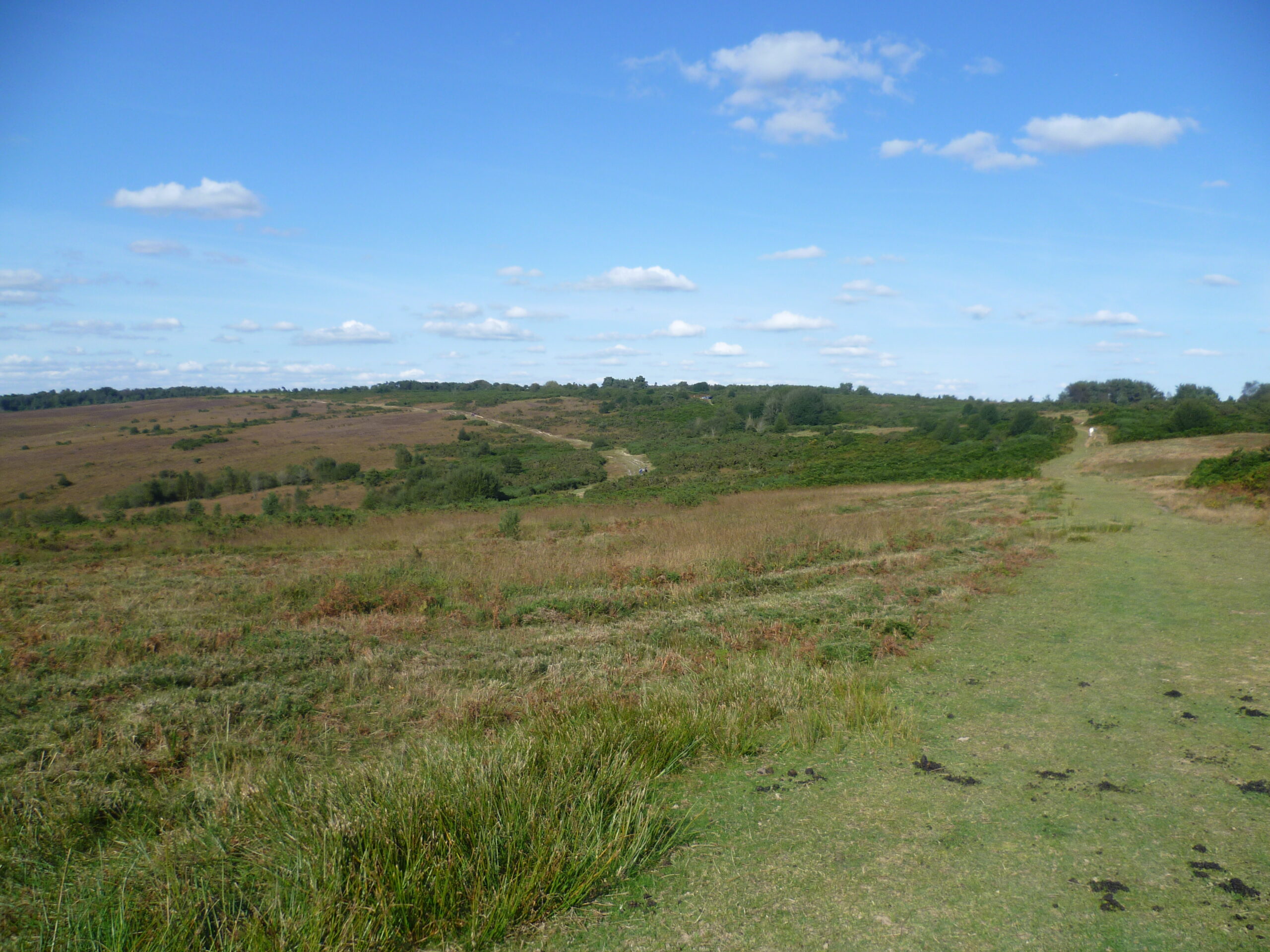 Acid Grassland, Ashdown Forest and the Wealdway by Marathon, CC BY-SA 2.0