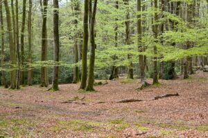 Beech woodland, by Peter Facey, CC BY-SA 2.0