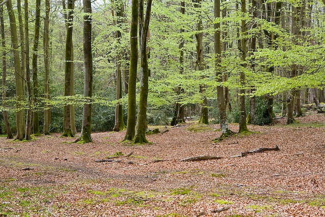 Beech woodland, by Peter Facey, CC BY-SA 2.0