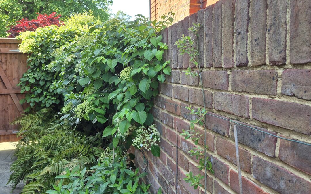 Garden boundaries, Amy Hurn
