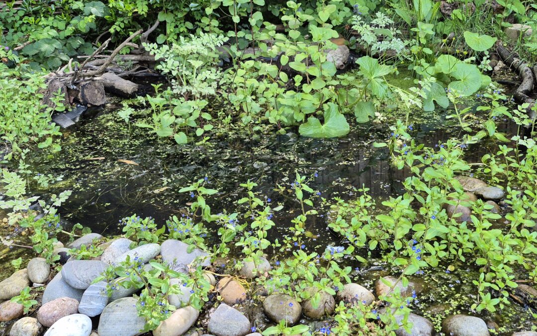 Wildlife Pond, Amy Hurn