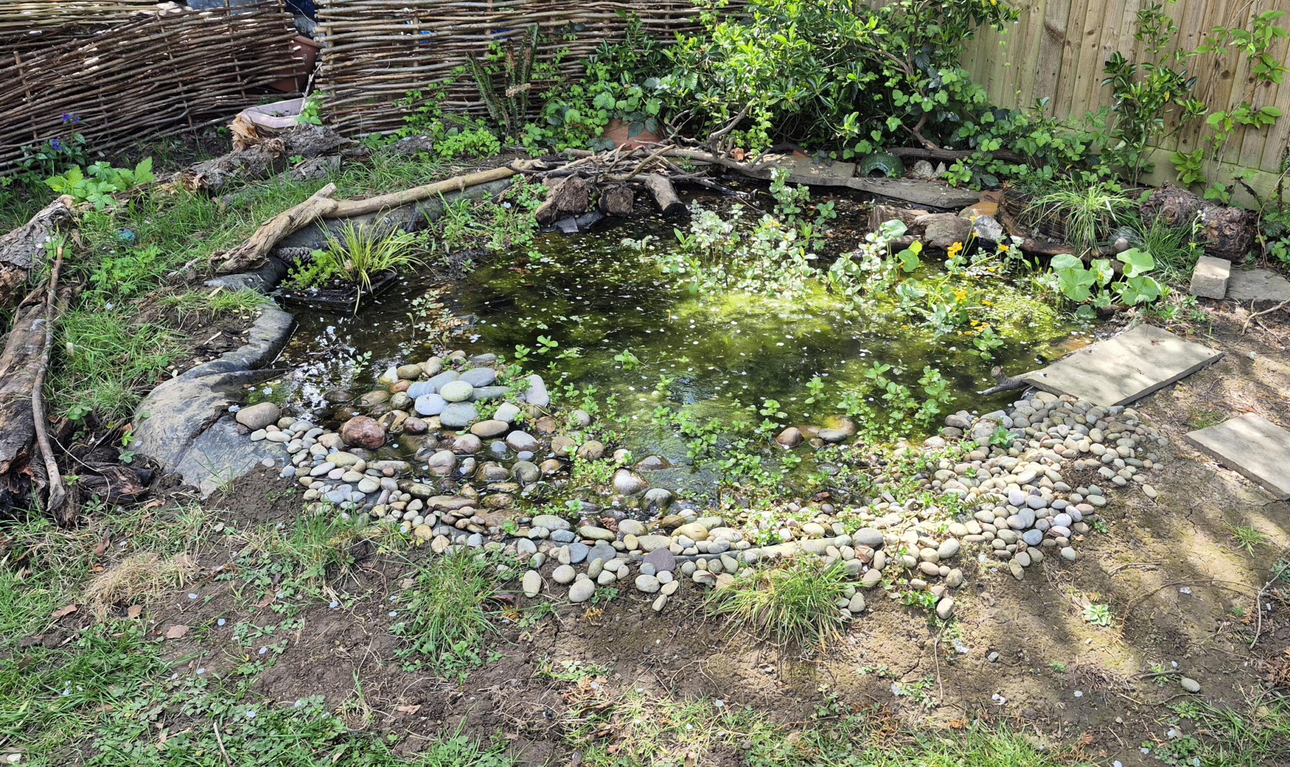 Wildlife Pond, Amy Hurn