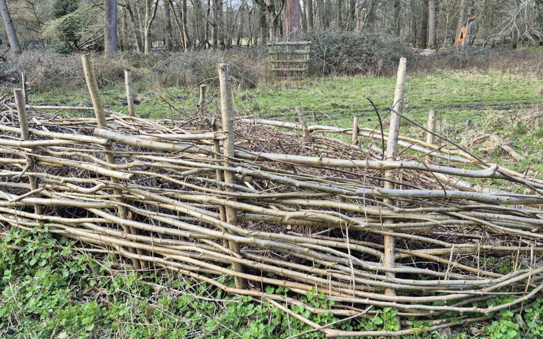 Dead Hedge by Amy Hurn