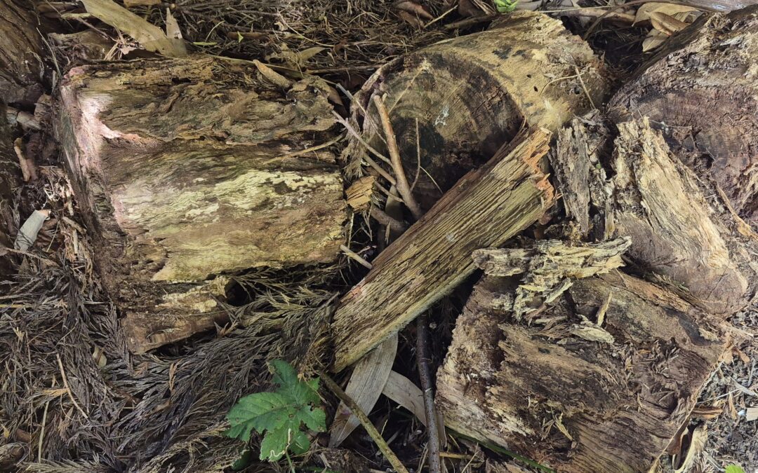 Homes for insects by Amy Hurn