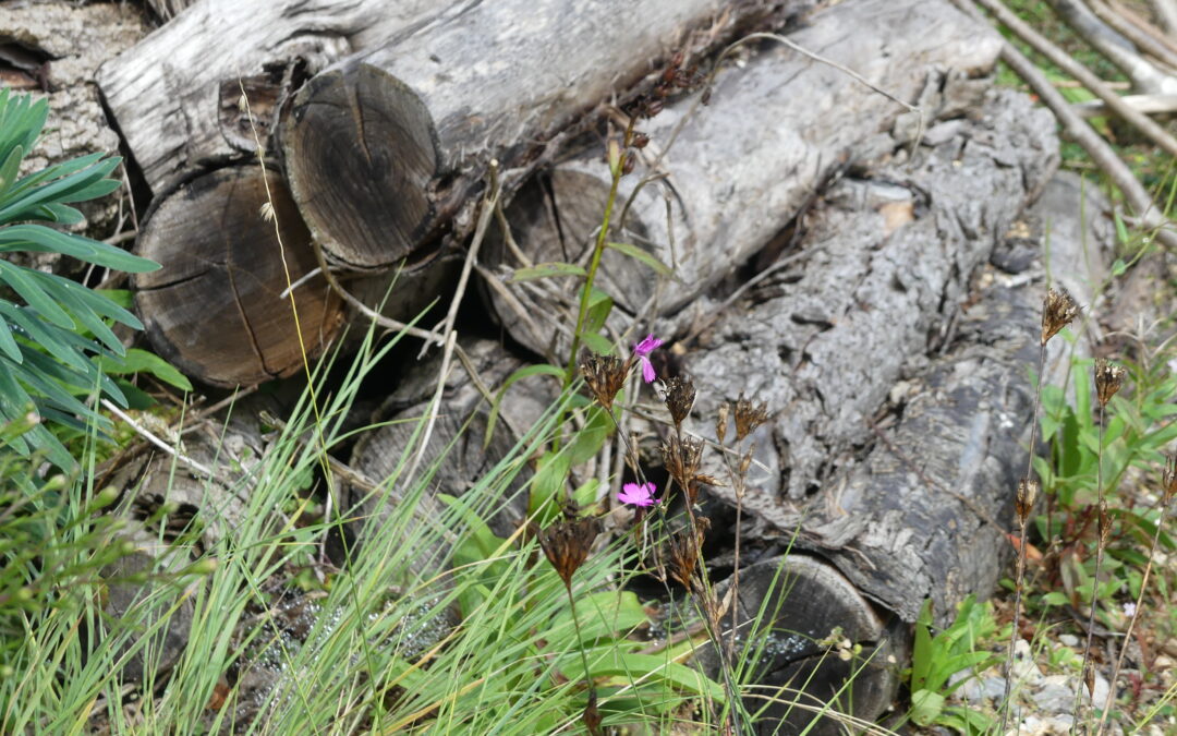 Log pile by Amy Hurn
