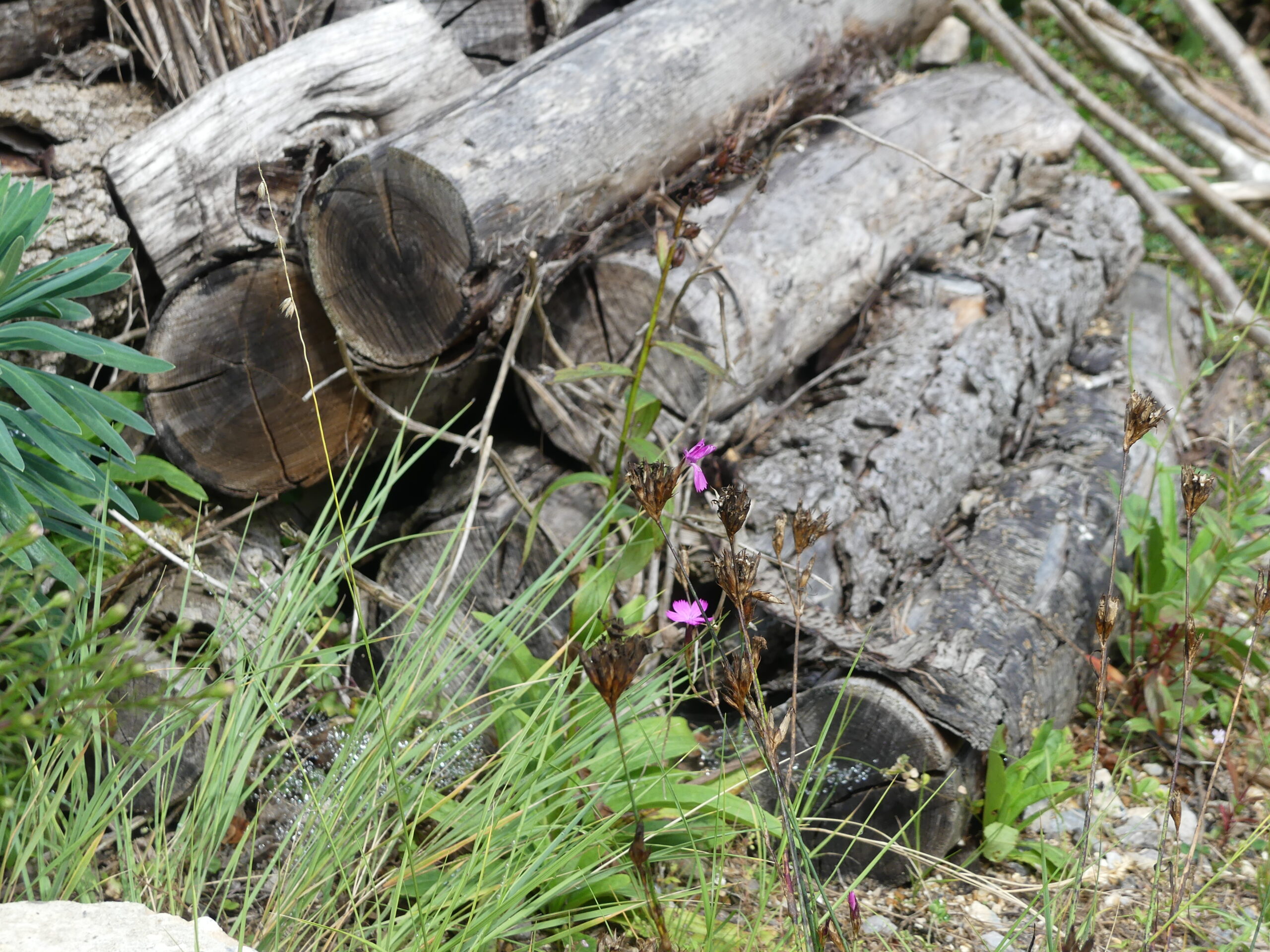 Log pile by Amy Hurn
