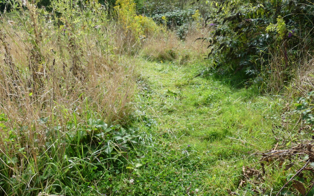 Path through uncut grass by Amy Hurn