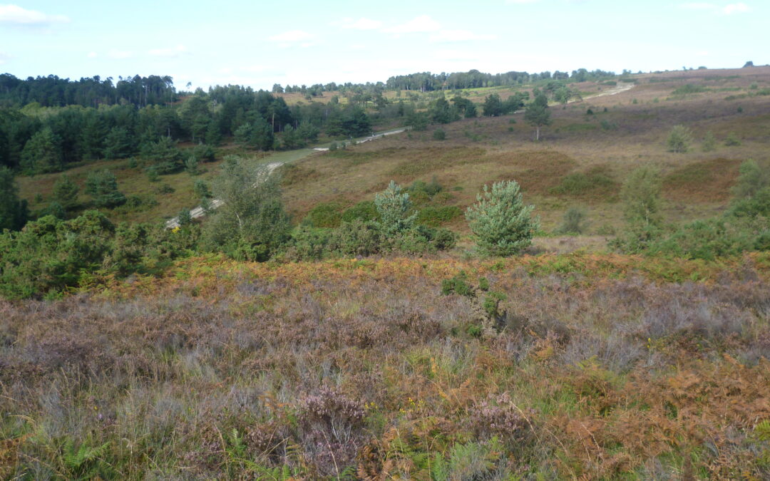 Heathland