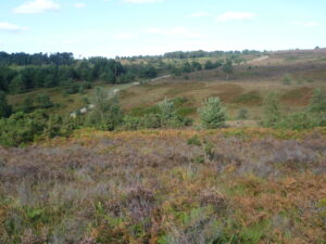 Heathland on Ashdown Forest by Marathon, CC BY-SA 2.0