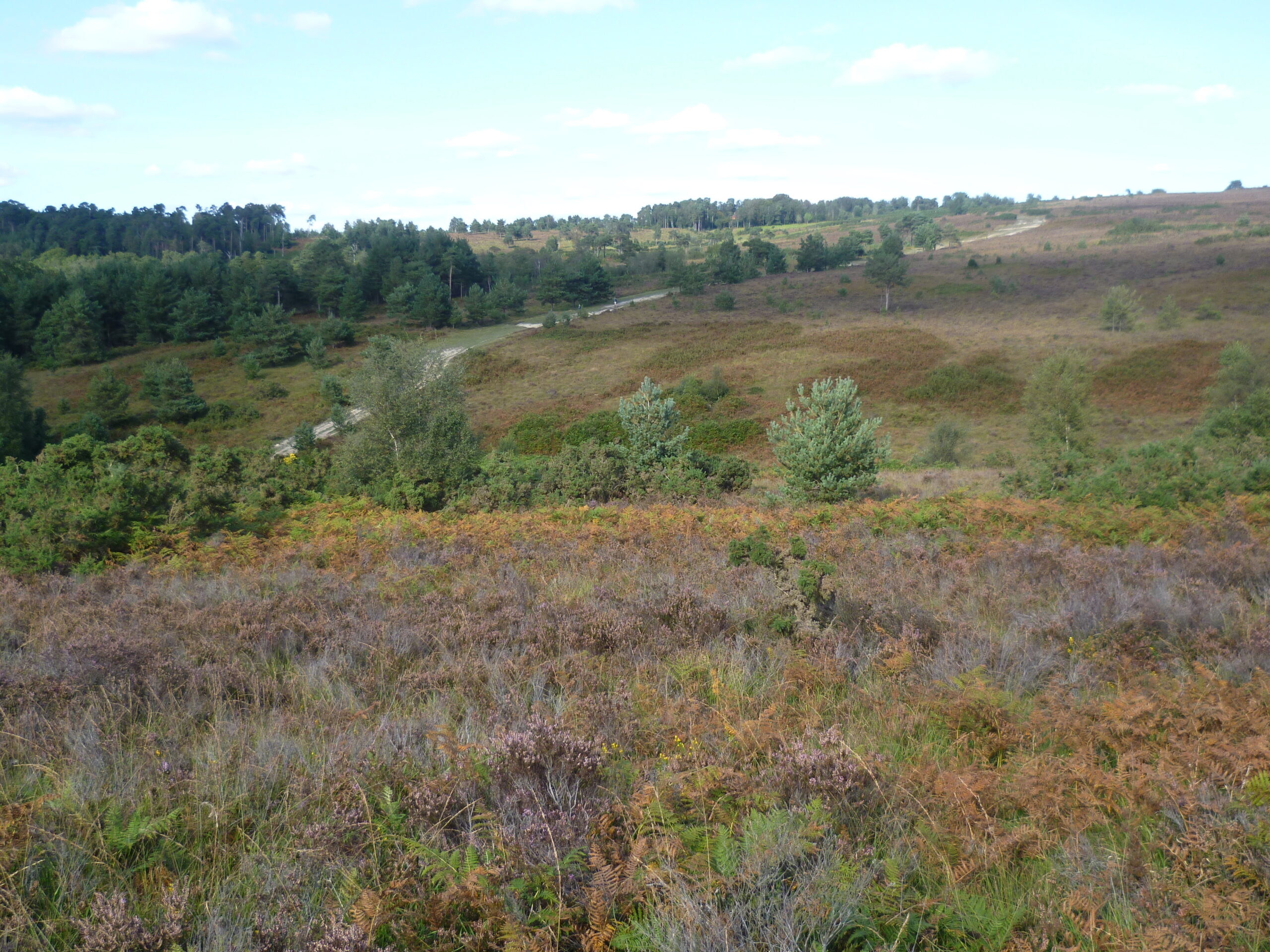 Heathland on Ashdown Forest by Marathon, CC BY-SA 2.0