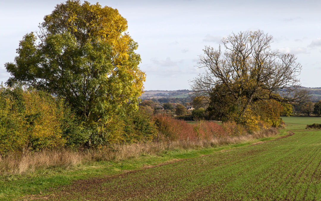 Hedgerows