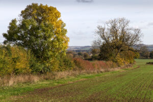 Autumn Hedgerow. Photograph by David P Howard, CC BY-SA 2.0