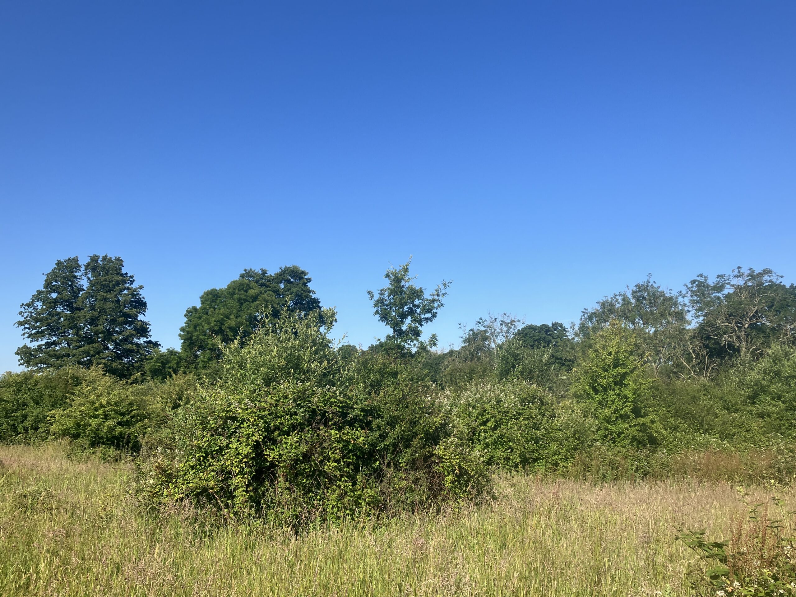 Scrubland at Fair Oak Farm, East Sussex. Photo by Rachel Bicker Scrubland at Fair Oak Farm, East Sussex. Photo by Rachel Bicker