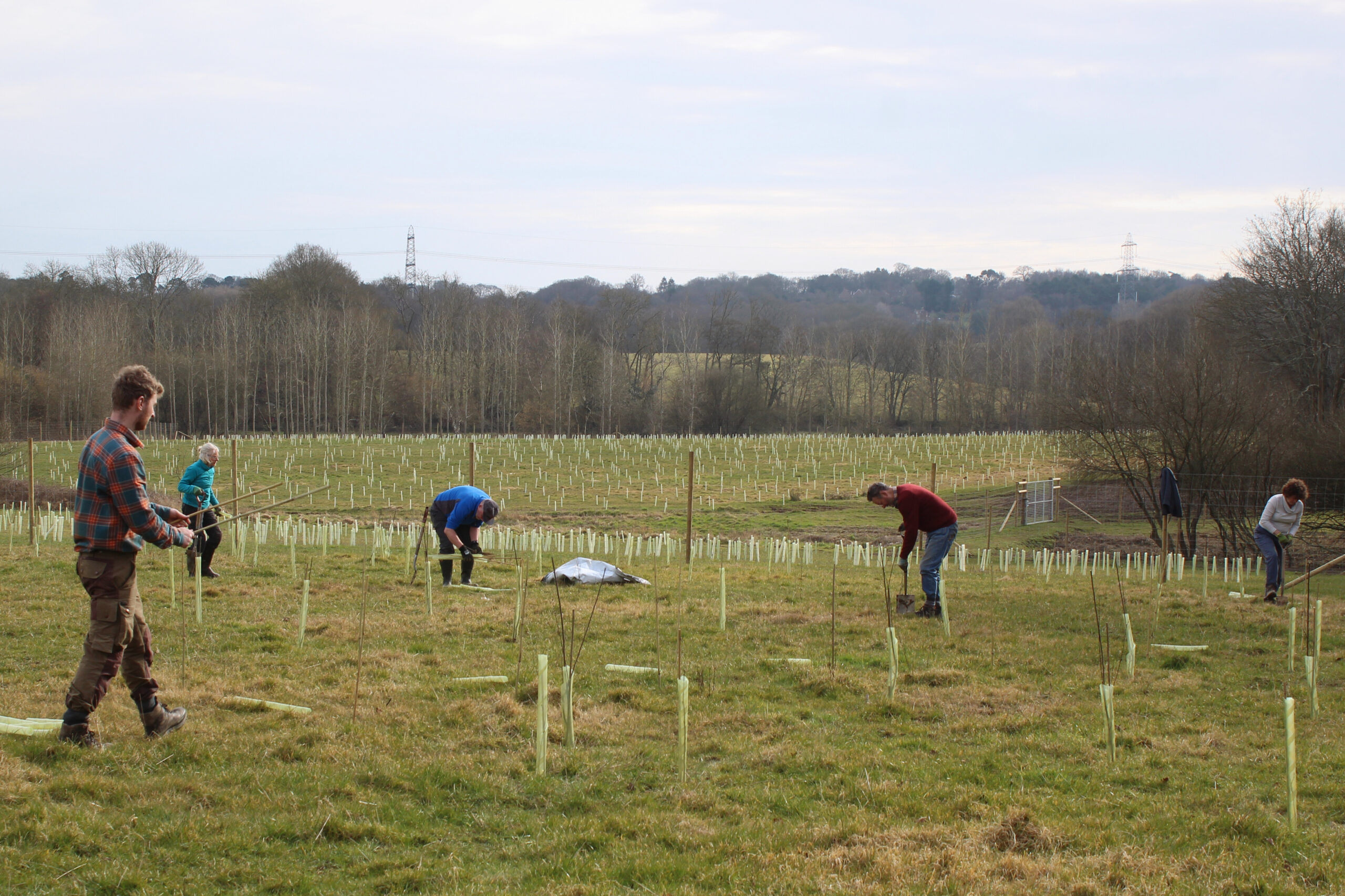 Scrubland planting at Wowo Campsite. Photo by Tanya Forbes