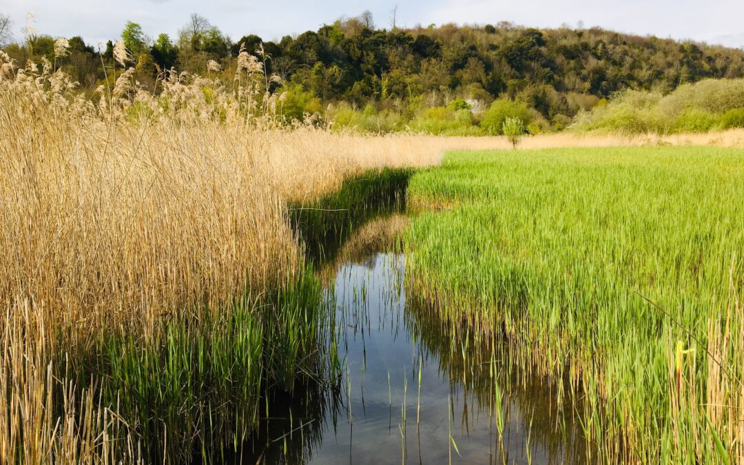 Reedbeds and swamps