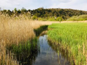 Reedbed, by Libby Drew