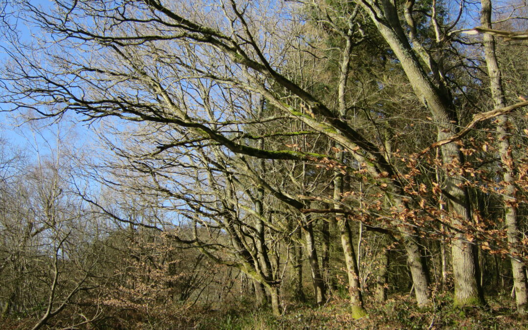 Lowland Wood