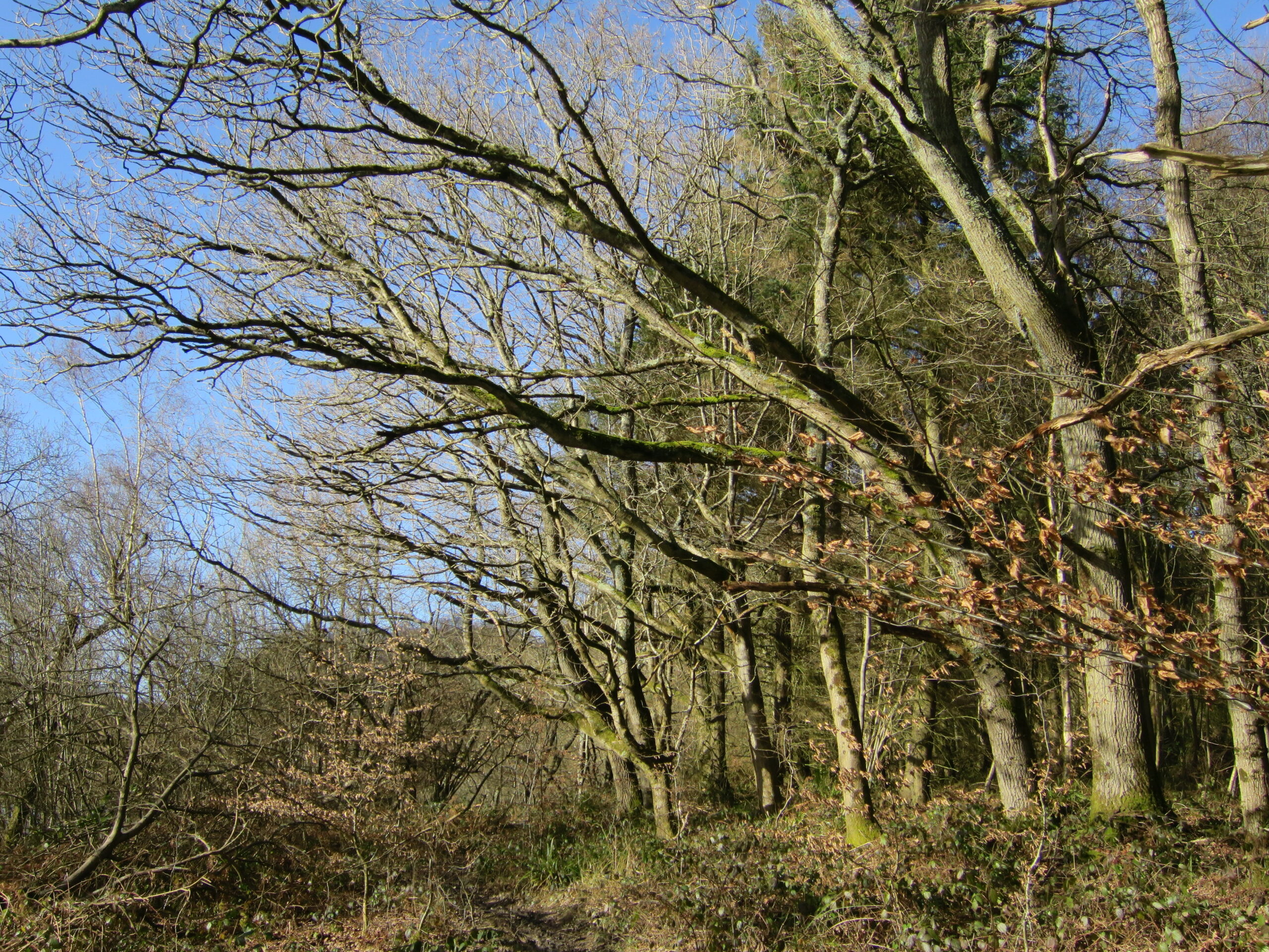 Mixed deciduous woodland, Brede High Wood by Oast House Archive, CC BY-SA 2.0