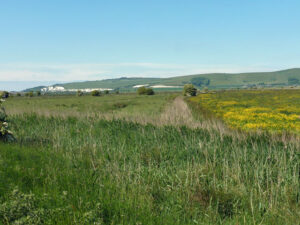 Lowland meadows and pastures, Lewes Brooks by Robin Webster, CC BY-SA 2.0