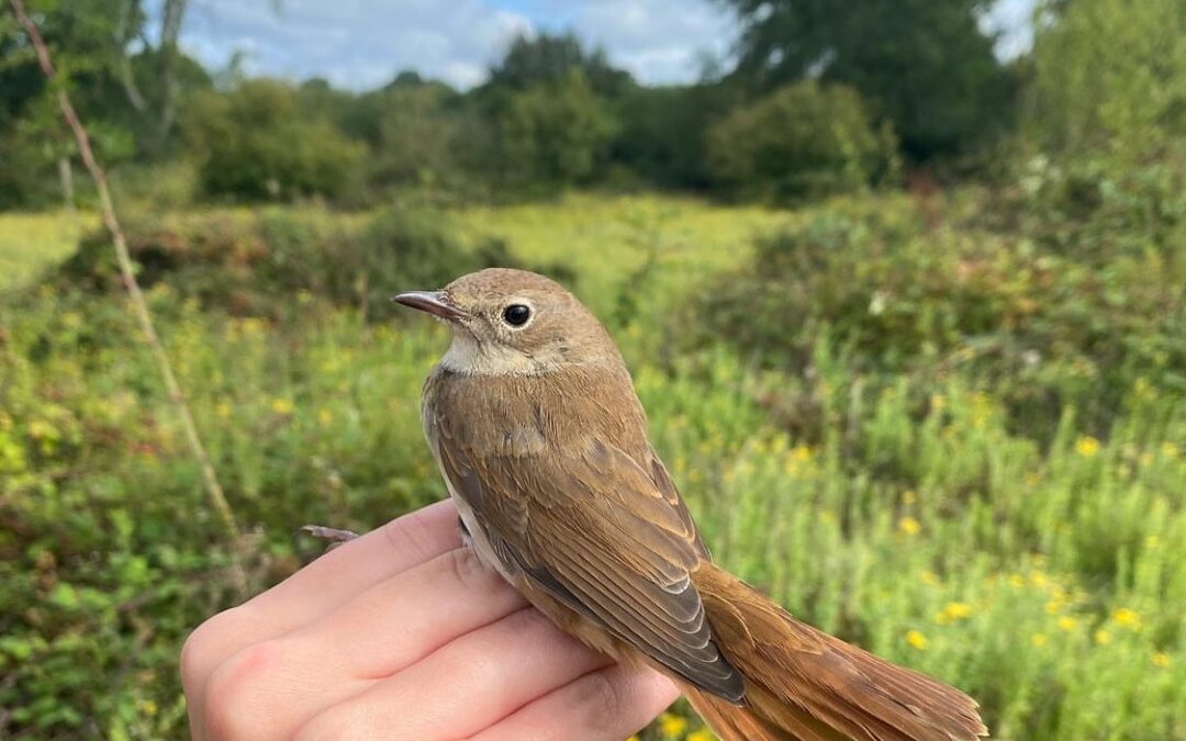 Movement and migration: Welcome back to our Spring arrivals