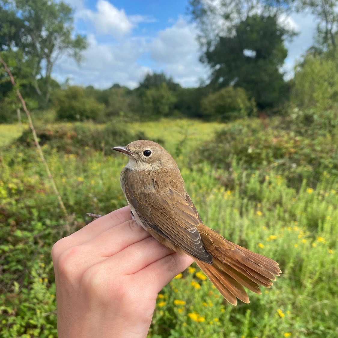 Nightingale by Georgina Louise Tugwell