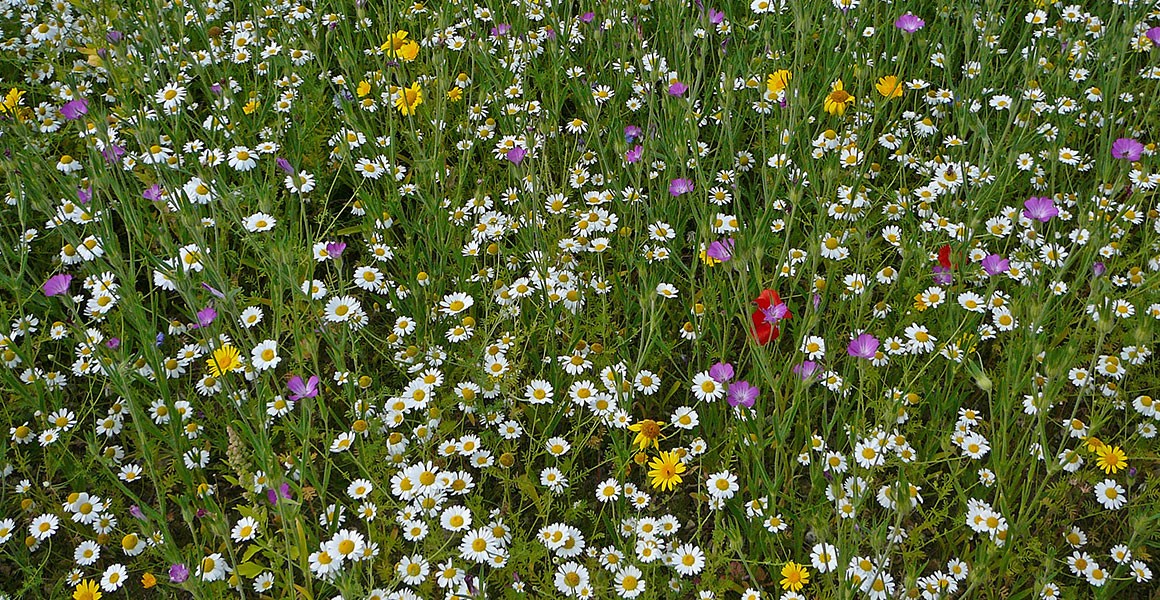 NHM - urban-garden-wildflowers