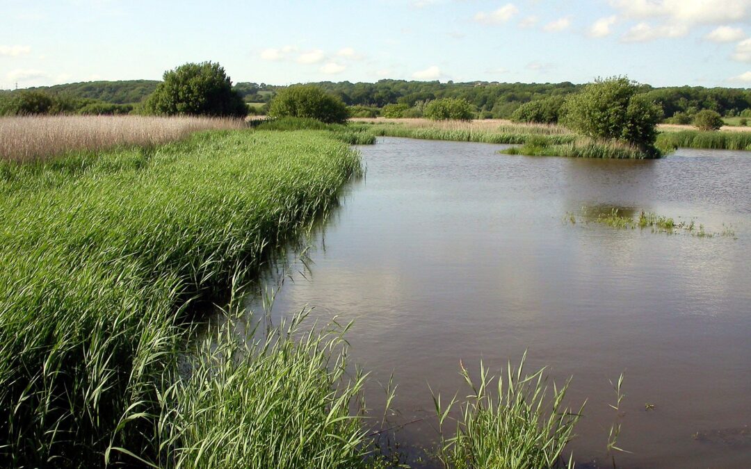 Reedbeds and swamps