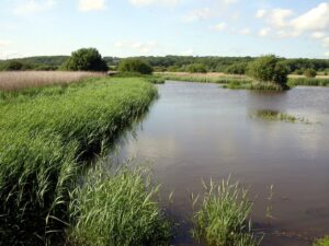 Reedbeds and Swamps, Lake in Filsham Reedbed Nature Reserve by Patrick Roper, CC BY-SA 2.0