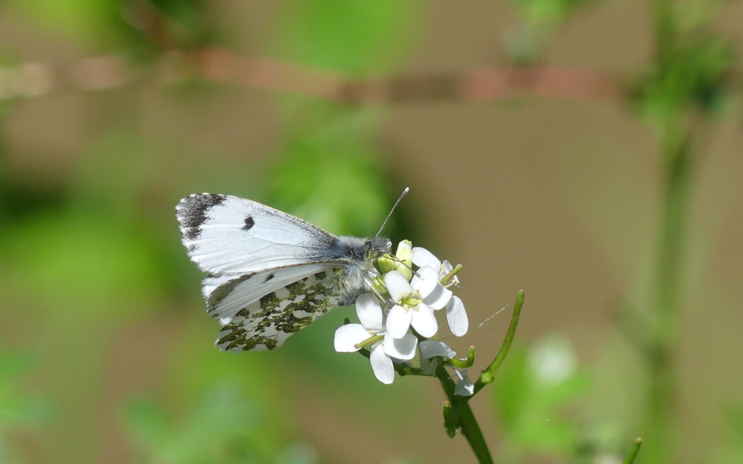 Larval foodplants by Amy Hurn