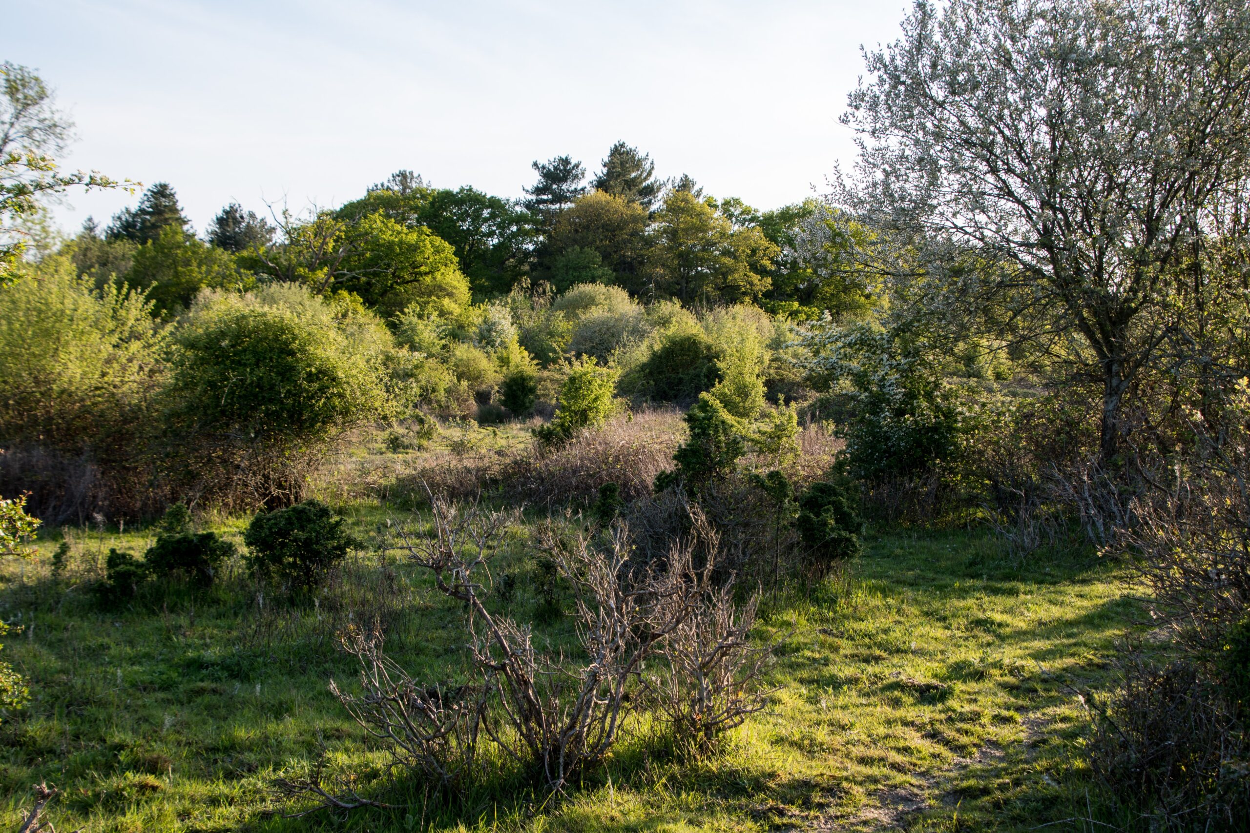 Scrubland, by Knepp Estate